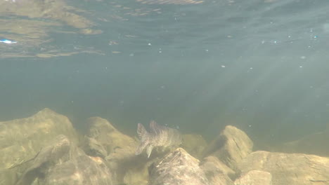 Underwater-footage-of-a-pike-being-released-back-into-the-water