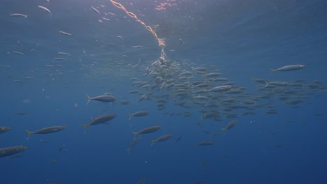 Zeitlupenaufnahme-Eines-Weißen-Hais,-Carcharodon-Carcharias,-Der-Versucht,-Einen-Thunfischköder-Im-Klaren-Wasser-Der-Insel-Guadalupe,-Mexiko,-Zu-Fangen