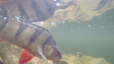Underwater-footage-of-a-perch-swimming-around-in-a-lake