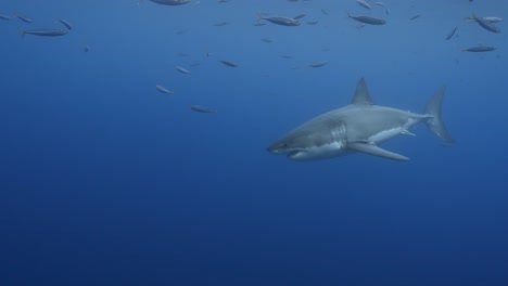 Slow-motion-shot-of-a-great-white-shark,-Carcharodon-carcharias-in-clear-water-of-Guadalupe-Island,-Mexico