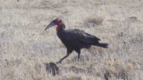 Southern-ground-hornbill-walking-on-african-savannah-in-search-of-food