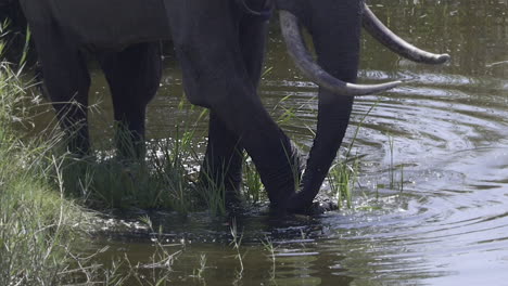 Afrikanischer-Elefant-Aus-Nächster-Nähe,-Der-Mit-Dem-Fuß-Gräser-In-Einem-Fluss-Frisst