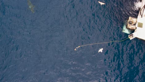 Luftbild,-Drohnenaufnahme-Eines-Weißen-Hais,-Carcharodon-Carcharias,-Der-Versucht,-Ein-Stück-Köder-Mit-Einer-Möwe-An-Der-Spitze-Auf-Der-Insel-Guadalupe,-Mexiko,-Zu-Fangen