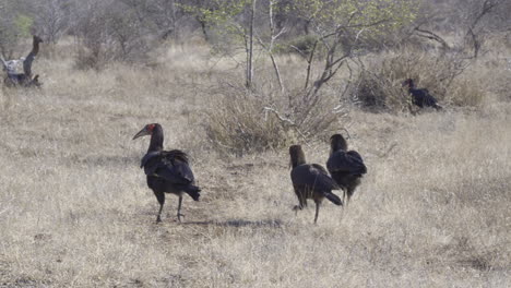 Südliche-Hornvogelfamilie,-Erwachsene-Und-Jungtiere,-Die-Auf-Der-Suche-Nach-Nahrung-Durch-Die-Afrikanische-Savanne-Wandern