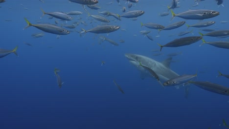 Zeitlupenaufnahme-Eines-Weißen-Hais,-Carcharodon-Carcharias,-Der-Versucht,-Einen-Thunfischköder-Im-Klaren-Wasser-Der-Insel-Guadalupe,-Mexiko,-Zu-Fangen