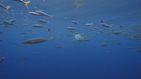Zeitlupenaufnahme-Eines-Weißen-Hais,-Carcharodon-Carcharias,-Der-Sich-Langsam-Im-Klaren-Wasser-Der-Insel-Guadalupe,-Mexiko,-Nähert