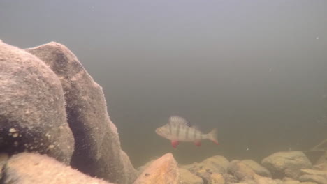 Perch-swimming-around-in-underwater-footage