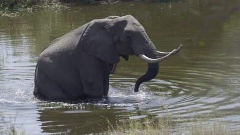 Afrikanischer-Elefant-Sitzt-Im-Wasser
