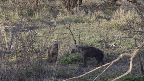 Spotted-Hyena-pups-in-bushveld,-sniffing-at-a-twig