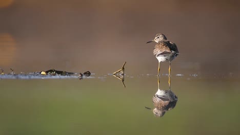 Wood-Sandpiper-in-lake-with-reflection-in-water