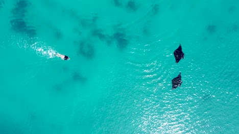 Aerial-view-of-a-woman-snorkeling-with-manta-rays-in-the-ocean