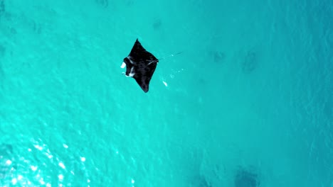 High-View-Of-A-Large-Manta-Ray-Swimming-On-The-Surface-Of-The-Ocean-Currents