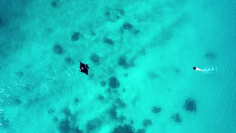 Girl-Swims,-Snorkels-next-to-a-manta-ray-In-Turquoise-Transparent-Water,-Coral-Reef