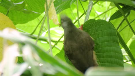 Close-up-shot-of-cute-speckled-mousebird-on-green-leaf