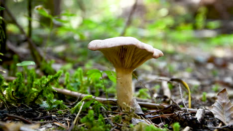 Mushroom-on-forest-floor,-spider-web-hanging-from-hat,-green-moss-in-background,-close-up,-4k,-low-angle,-level,-steady-shot