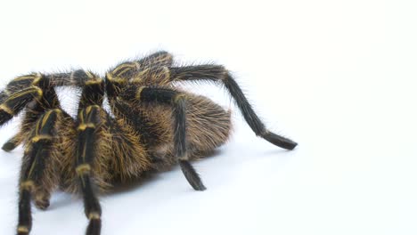 Close-up-golden-knee-tarantula-on-white-screen