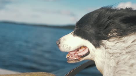 Netter-Alter-Hund-Mit-Glücklichem-Gesicht-Im-Windigen-Schnellboot