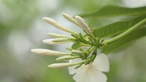 Plumeria-Blüht-Im-Süden-Von-Thailand