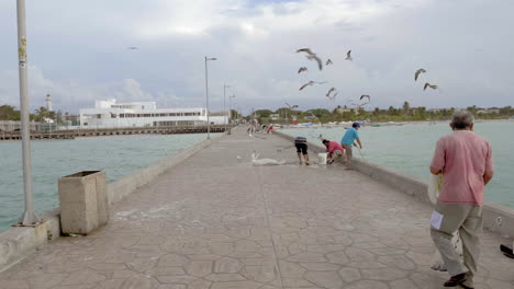 Gaviotas-Volando-Sobre-El-Muelle-Y-Los-Pescadores-Puerto-Progreso-Vida-En-Merida-Yucatan-Mexico