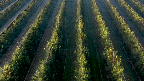 Apple-plantation,-orchard-with-anti-hail-net-for-protection-from-above,-aerial-shot,-natural-disaster-and-severa-weather-protection-in-agriculture,-fruit-production