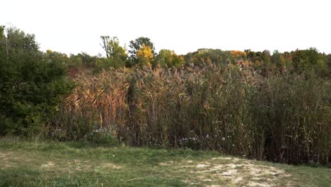 Slow-forward-push-in-to-beautiful-cattail-plants-in-autumn-settings-with-white-sky