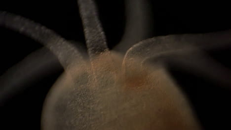 Microscopic-footage-of-Hydra