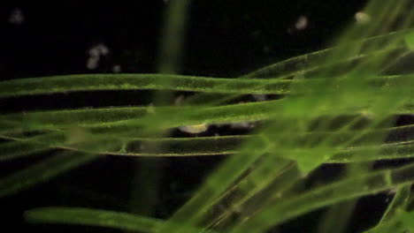 Microscopic-protists-feed-among-filaments-of-algae