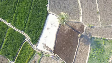 Reisfelder-Zwischen-Bergen-Und-Palmen