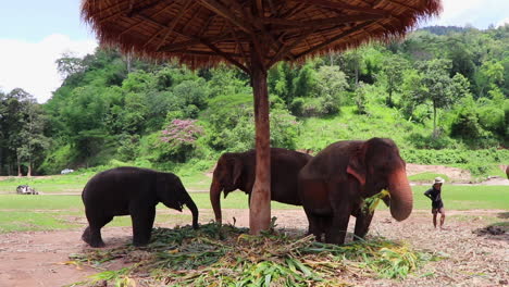 Elephants-together-eating-food-in-the-shade
