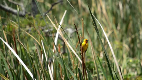 Yellow-Weaver-Bird-on-a-reed