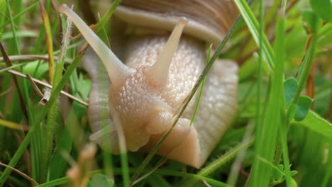 A-macro-shot-of-a-white-snail-crawling-slowly-towards-the-camera-through-green-blades-of-grass-in-search-of-food-on-the-forest-floor