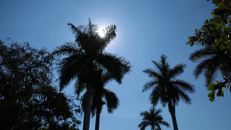 palm-tree-and-sunshine