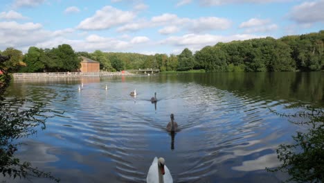 Swans-Swimming-in-a-Line-Towards-the-Camera