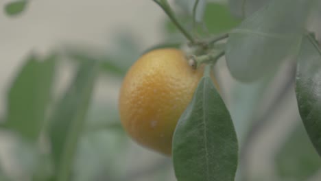 Kumquats,-Kumquats-Glücksfrucht-In-Der-Chinesischen-Kultur