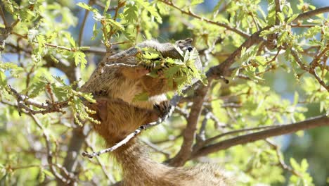 Ultra-slow-motion-shot-of-rock-squirrel-sitting-on-branch-feeding-on-tree