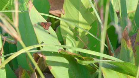 Schmetterling,-Der-Mit-Den-Flügeln-Auf-Einem-Blatt-In-Den-Everglades-Im-Süden-Floridas-Schlägt