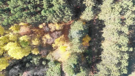 Top-down-aerial-shot-of-tree-tops-with-a-trail-in-an-autumn-colours-forest-with-sun-beams-going-through-the-tree-tops
