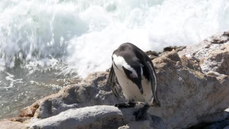 Ein-Afrikanischer-Pinguin,-Der-Kurz-Davor-Steht,-In-Den-Kalten-Atlantik-Vor-Südafrika-Einzudringen