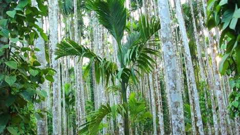 Areca-nut-trees-of-varying-age-and-height-in-a-tropical-plantation-environment