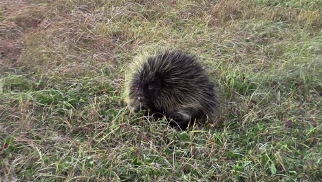 Porcupine-in-a-field