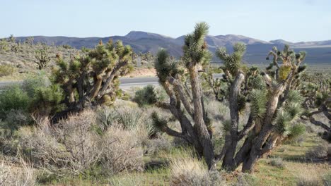 Cacti-by-road-on-sunny-day-in-Red-Rock-Canyon-National-Conservation-Area-in-Nevada,-USA-in-slow-motion