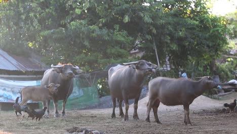 Büffel,-Thailand