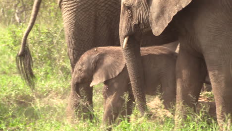 Zoom-to-Close-Up-of-a-Cute-Baby-Elephant-in-a-Herd-of-Large-Adults