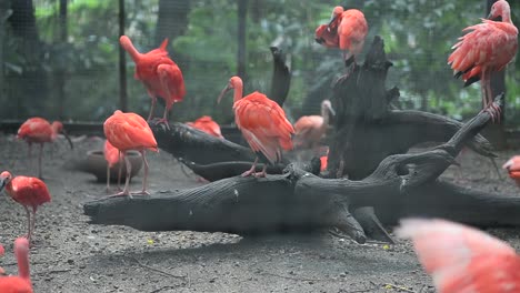 Gruppe-Schöner-Vögel