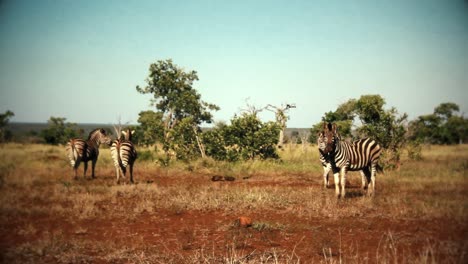 Eine-Gruppe-Frei-Laufender-Zebras-In-Afrika