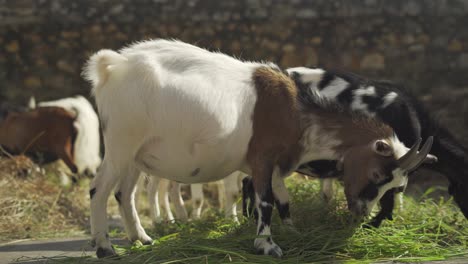 Herd-of-Goats-Eating-Grass