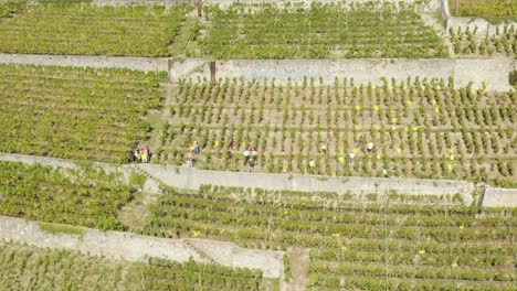Aerial-orbiting-people-harvesting-grapes-in-Lavaux-vineyard---Switzerland