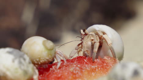 Closeup-of-hermit-crabs-on-Thailand-beach