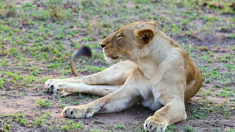 Eine-Junge-Afrikanische-Löwin-Sitzt-Im-Gras