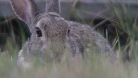 Old-grey-Bunny-Rabbit-having-lunch-in-the-grass
